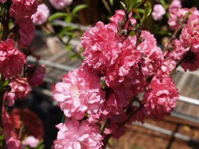 Prunus persica - هلو